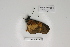  ( - BC-MNHNJP0376)  @13 [ ] Copyright (2010) Unspecified Museum National d`Histoire Naturelle, Paris