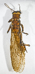  (Acroneuria ozarkensis - INHS-1539796)  @11 [ ] CC BY (2025) Unspecified Lyon College