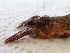  (Astacus astacus - Dec5)  @11 [ ] CreativeCommons - Attribution Share-Alike (2025) Stephan Koblmueller Karl-Franzens University of Graz