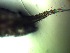  ( - ZISP 16SNM-679)  @11 [ ] Zoological Institute of RAS  No Rights Reserved Unspecified