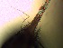  ( - ZISP 16SNM-680)  @11 [ ] Zoological Institute of RAS  No Rights Reserved Unspecified