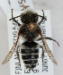  (Coelioxys conica - FACU-000084)  @14 [ ] CreativeCommons - Attribution Non-Commercial (2012) Marko Mutanen University of Oulu