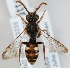  (Nomada alboguttata - FACU-000197)  @15 [ ] CreativeCommons - Attribution Non-Commercial (2012) Marko Mutanen University of Oulu