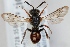  (Nomada fuscicornis - FACU-000217)  @15 [ ] CreativeCommons - Attribution Non-Commercial (2012) Marko Mutanen University of Oulu