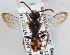  (Nomada moeschleri - FACU-000235)  @14 [ ] CreativeCommons - Attribution Non-Commercial (2012) Marko Mutanen University of Oulu