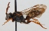  (Nomada obscura - FACU-000238)  @14 [ ] CreativeCommons - Attribution Non-Commercial (2012) Marko Mutanen University of Oulu
