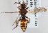  (Nomada panzeri - FACU-000254)  @14 [ ] CreativeCommons - Attribution Non-Commercial (2012) Marko Mutanen University of Oulu