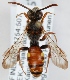  (Nomada striata - FACU-000268)  @15 [ ] CreativeCommons - Attribution Non-Commercial (2012) Marko Mutanen University of Oulu