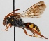  (Nomada subcornuta - FACU-000273)  @13 [ ] CreativeCommons - Attribution Non-Commercial (2012) Marko Mutanen University of Oulu