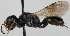  (Crossocerus - FACU-000701)  @15 [ ] CreativeCommons - Attribution Non-Commercial (2012) Marko Mutanen University of Oulu