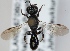  (Crossocerus cetratus - FACU-000710)  @14 [ ] CreativeCommons - Attribution Non-Commercial (2012) Marko Mutanen University of Oulu