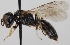  (Crossocerus walkeri - FACU-000716)  @14 [ ] CreativeCommons - Attribution Non-Commercial (2012) Marko Mutanen University of Oulu