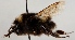  (Bombus soroeensis - FACU-000730)  @14 [ ] CreativeCommons - Attribution Non-Commercial (2012) Marko Mutanen University of Oulu