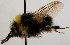  (Bombus soroeensis - FACU-000732)  @14 [ ] CreativeCommons - Attribution Non-Commercial (2012) Marko Mutanen University of Oulu