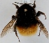  (Bombus pyrrhopygus - FACU-000794)  @14 [ ] CreativeCommons - Attribution Non-Commercial (2012) Marko Mutanen University of Oulu