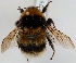  (Bombus balteatus - FACU-000796)  @14 [ ] CreativeCommons - Attribution Non-Commercial (2012) Marko Mutanen University of Oulu