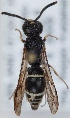  (Stenodynerus picticrus - FACU-000958)  @13 [ ] CreativeCommons - Attribution Non-Commercial (2012) Marko Mutanen University of Oulu