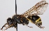  (Ancistrocerus parietinus - FACU-000975)  @14 [ ] CreativeCommons - Attribution Non-Commercial (2012) Marko Mutanen University of Oulu