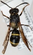  (Ancistrocerus trifasciatus - FACU-000981)  @14 [ ] CreativeCommons - Attribution Non-Commercial (2012) Marko Mutanen University of Oulu