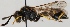  (Eumenes pedunculatus - FACU-000999)  @15 [ ] CreativeCommons - Attribution Non-Commercial (2012) Marko Mutanen University of Oulu