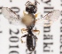  (Crossocerus exiguus - GL.2839)  @14 [ ] CreativeCommons - Attribution Non-Commercial (2014) Marko Mutanen University of Oulu