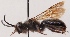  (Andrena nigrospina - GP.69764)  @14 [ ] CreativeCommons - Attribution Non-Commercial (2014) Marko Mutanen University of Oulu