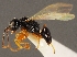  (Lonchodryinus foveatus - GP.97367)  @15 [ ] CreativeCommons - Attribution Non-Commercial (2016) Marko Mutanen University of Oulu