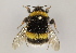  ( - MZH_GP.65982)  @13 [ ] CreativeCommons - Attribution Non-Commercial (2012) Juho Paukkunen Finnish Museum of Natural History