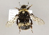  ( - MZH_GP.66248)  @13 [ ] CreativeCommons - Attribution Non-Commercial (2012) Juho Paukkunen Finnish Museum of Natural History