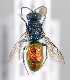  ( - MZH_GP.92676)  @14 [ ] CreativeCommons - Attribution Non-Commercial (2014) Juho Paukkunen Finnish Museum of Natural History
