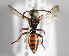  (Nomada glabella - MZH_GP.92692)  @14 [ ] CreativeCommons - Attribution Non-Commercial (2014) Juho Paukkunen Finnish Museum of Natural History