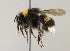  (Bombus lucorum - MZH_GP.93256)  @14 [ ] CreativeCommons - Attribution Non-Commercial (2012) Juho Paukkunen Finnish Museum of Natural History