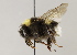  ( - MZH_GP.93257)  @13 [ ] CreativeCommons - Attribution Non-Commercial (2012) Juho Paukkunen Finnish Museum of Natural History