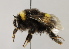  (Bombus cryptarum - MZH_GP.94690)  @13 [ ] CreativeCommons - Attribution Non-Commercial (2012) Juho Paukkunen Finnish Museum of Natural History