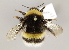  (Bombus lucorum agg - MZH_GP.94718)  @11 [ ] CreativeCommons - Attribution Non-Commercial (2012) Juho Paukkunen Finnish Museum of Natural History