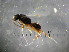  ( - bf-dry-00012)  @11 [ ] CreativeCommons - Attribution Non-Commercial Share-Alike (2015) Kjell Magne Olsen BioFokus