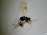  ( - bf-dry-00141)  @11 [ ] CreativeCommons - Attribution Non-Commercial Share-Alike (2015) Kjell Magne Olsen BioFokus