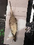  ( - MC5LSJADNA)  @11 [ ] No Rights Reserved (2025) Unspecified Beaty Biodiversity Museum