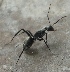  (Camponotus parius - AAI_06)  @13 [ ] Unspecified (default): All Rights Reserved  Unspecified Unspecified