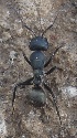  (Camponotus sericeus - AAI_21)  @13 [ ] Unspecified (default): All Rights Reserved  Unspecified Unspecified