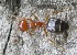  (Crematogaster rothaneyi - AAI_46)  @13 [ ] Unspecified (default): All Rights Reserved  Unspecified Unspecified