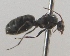  (Lepisiota bipartita - AAI_59)  @13 [ ] Unspecified (default): All Rights Reserved  Unspecified Unspecified