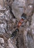  ( - AAI_85)  @12 [ ] Copyright (2015) PHCDBS Paul Hebert Center for DNA Barcoding and Biodiversity Studies