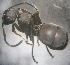  (Polyrhachis menelas - AAI_83)  @13 [ ] Copyright (2014) Rashmi Sharma Paul Hebert Centre For DNA Barcoding And Biodiversity Studies,Aurangabad