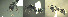  ( - 17S615)  @11 [ ] CreativeCommons  Attribution Non-Commercial Share-Alike (2020) S. Schär; M. Menchetti; E. Schifani Institut de Biologia Evolutiva (CSIC-UPF), Butterfly Diversity and Evolution Lab