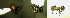  (Camponotus ruber - 17S623)  @11 [ ] CreativeCommons  Attribution Non-Commercial Share-Alike (2020) S. Schär; M. Menchetti; E. Schifani Institut de Biologia Evolutiva (CSIC-UPF), Butterfly Diversity and Evolution Lab