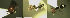  ( - 17S624)  @11 [ ] CreativeCommons  Attribution Non-Commercial Share-Alike (2020) S. Schär; M. Menchetti; E. Schifani Institut de Biologia Evolutiva (CSIC-UPF), Butterfly Diversity and Evolution Lab