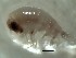  ( - AECSA6)  @11 [ ] Copyright (2021) J.Groeneveld South African Association for Marine Biological Research, Oceanographic Research Institute