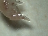  ( - AECSA6)  @11 [ ] Copyright (2021) J.Groeneveld South African Association for Marine Biological Research, Oceanographic Research Institute
