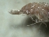  ( - AECSA12)  @11 [ ] Copyright (2021) J.Groeneveld South African Association for Marine Biological Research, Oceanographic Research Institute